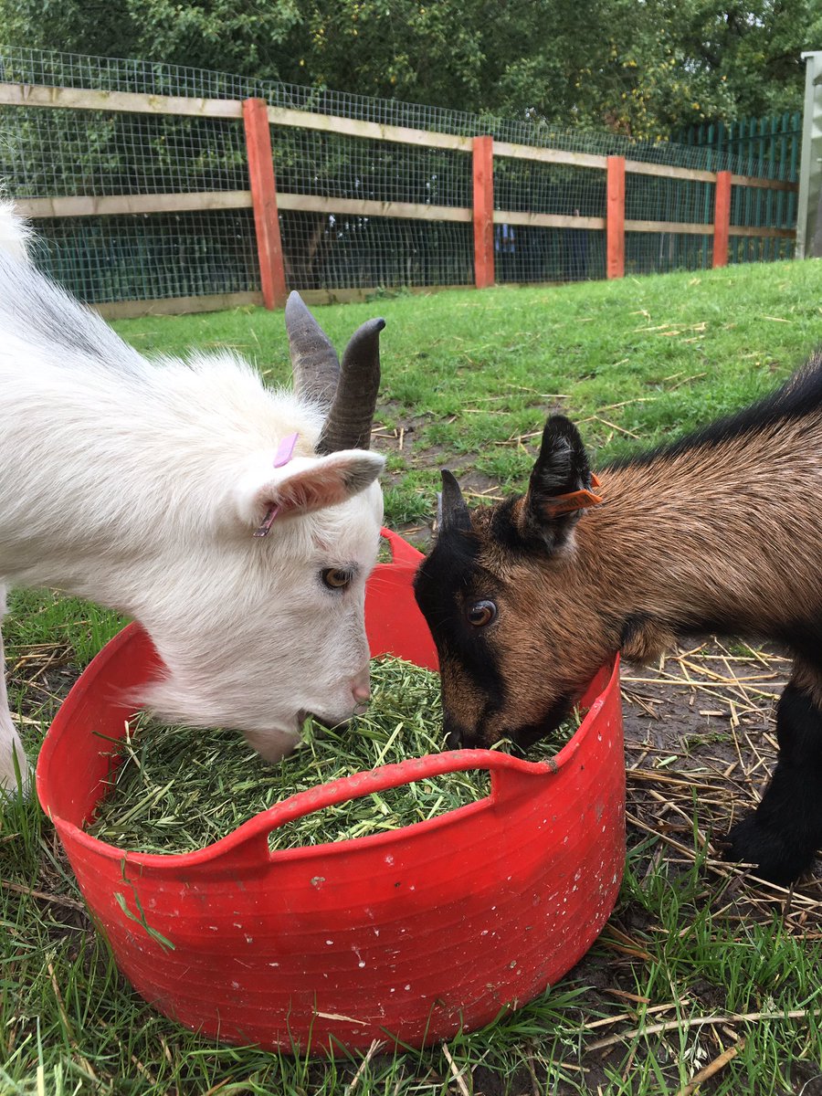 RVHS Farm tweet media