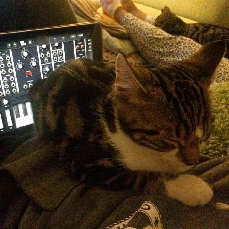 rayfoxx's tweet image. #meow vs #moog 😺🎹 @moogmusicinc #model13