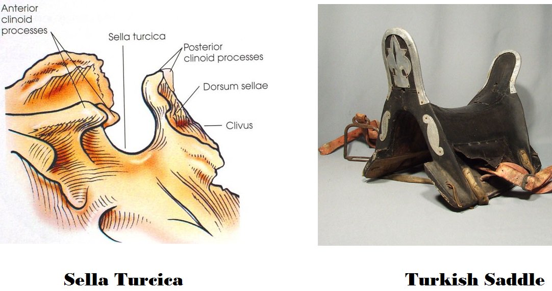 Sella Turcica Anatomy