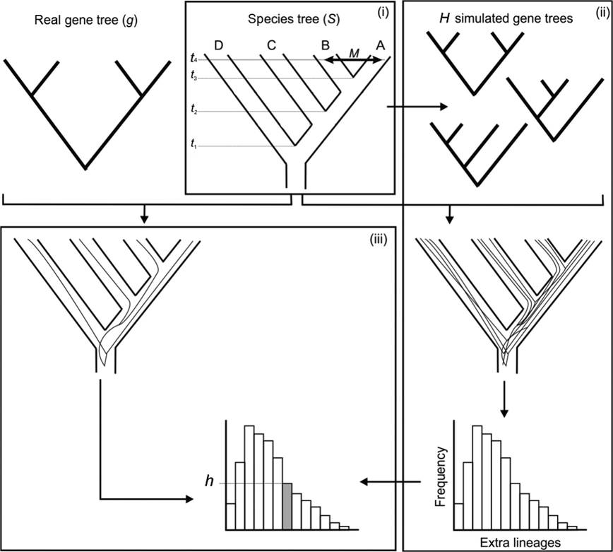 MethodsEcolEvol's tweet image. A powerful, fast method to detect #Hybridization in the presence of incomplete lineage sorting. #GeneFlow
bit.ly/2vLAVS3