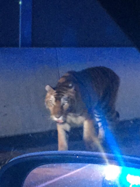 AudreyOnTV's tweet photo. Whoa!!! Henry County Police just released these new pics of the Tiger that was on the loose near I75 and Jodeco Road. @wsbtv https://t.co/9iMuH0uQff