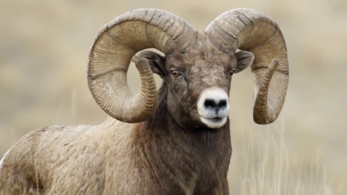 david_garza's tweet image. El sueño de aquellos que querían un mejor país. Un reto enfrentado con gran liderazgo... 6 sep, 1943-2017 #74añosTec youtu.be/5JZj1QlTRpA