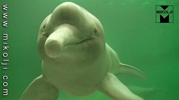 Mikolji's tweet photo. Relax in the Amazon 2011 video https://t.co/3jBI22kofV #biotope #Amazonriver #fish #mikolji #rainfores #adventure #documentary #video #relax https://t.co/JiGOHQs3h8