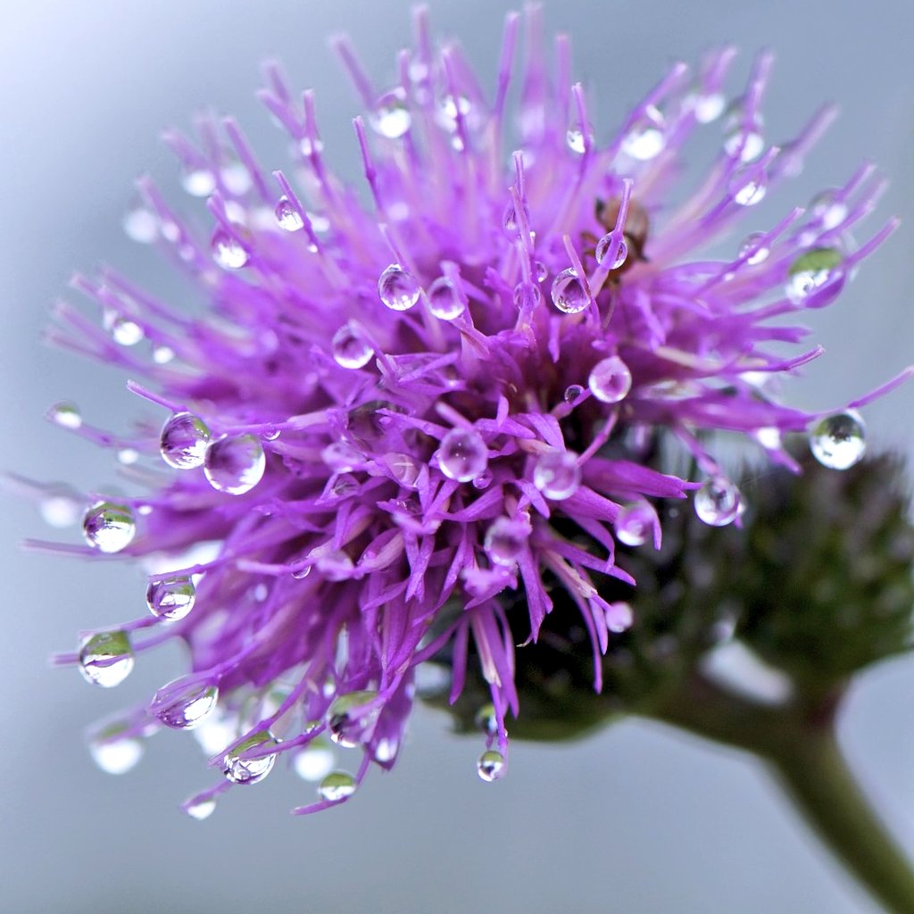 yuki_drops's tweet photo. アザミの花に雫…
ちょっと触ったらチック…ｲﾃﾃ💦💦
小さいなトゲがいっぱいです✴✴

アザミの花言葉は✨😊

「独立」「報復」「厳格」
「触れないで」

#マクロ #macro #アザミ #Flower
#ファインダー越しの私の世界 
#写真好きな人と繋がりたい https://t.co/uWfeeAPsci