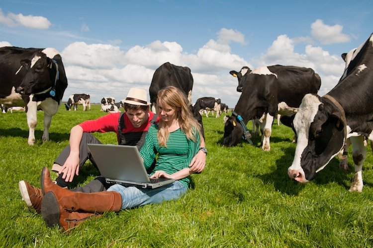 fieragricola's tweet photo. Movimentazione capi da vita diventa #digitale . Qui il nuovo #Modello4 -> https://t.co/TOyK3VqLvI #FieragricolaNews #versoFieragricola2018 https://t.co/PWKPPukLZV