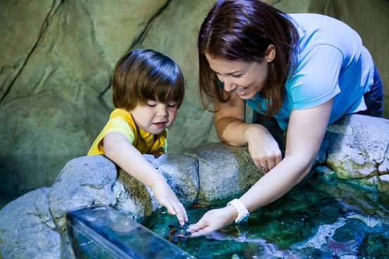 SeaLifeOban's tweet photo. Parent and Toddler ticket, entry for 1 adult + 1 child (aged 3-5) for just £9.20 Mon-Fri.Only available online:
https://t.co/RTjvkBFEFD https://t.co/KsZ9fB48At