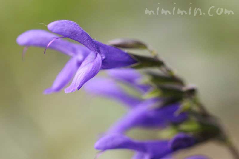 サルビアガラニチカ Twitter Search Twitter