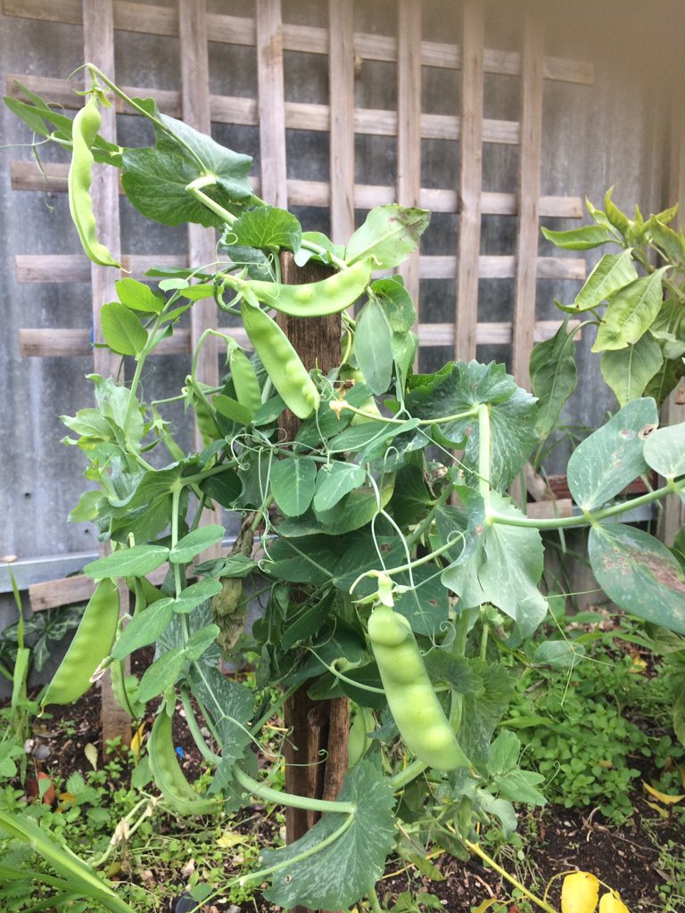 <a href="/TheGardenofUD/">The Garden of UD</a> <a href="/adelaide_fringe/">adelaide fringe</a>