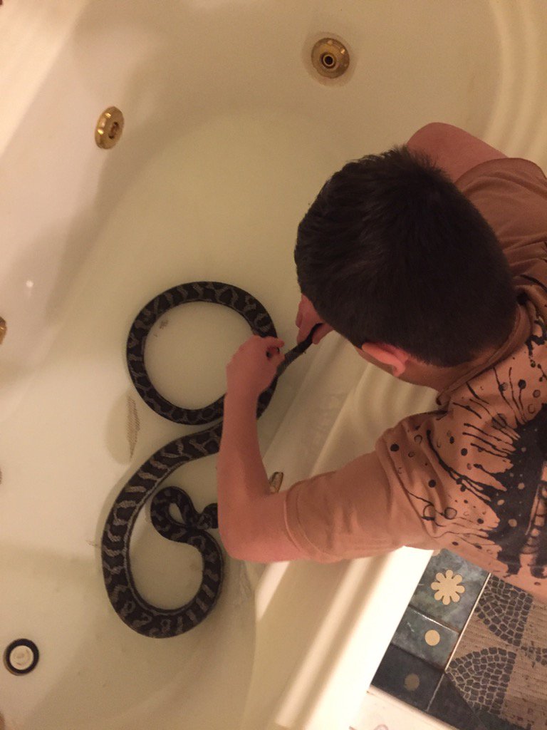 realpapahentai's tweet photo. Bath time!
#python #coastalcarpetpython https://t.co/PtcQAfOdwi