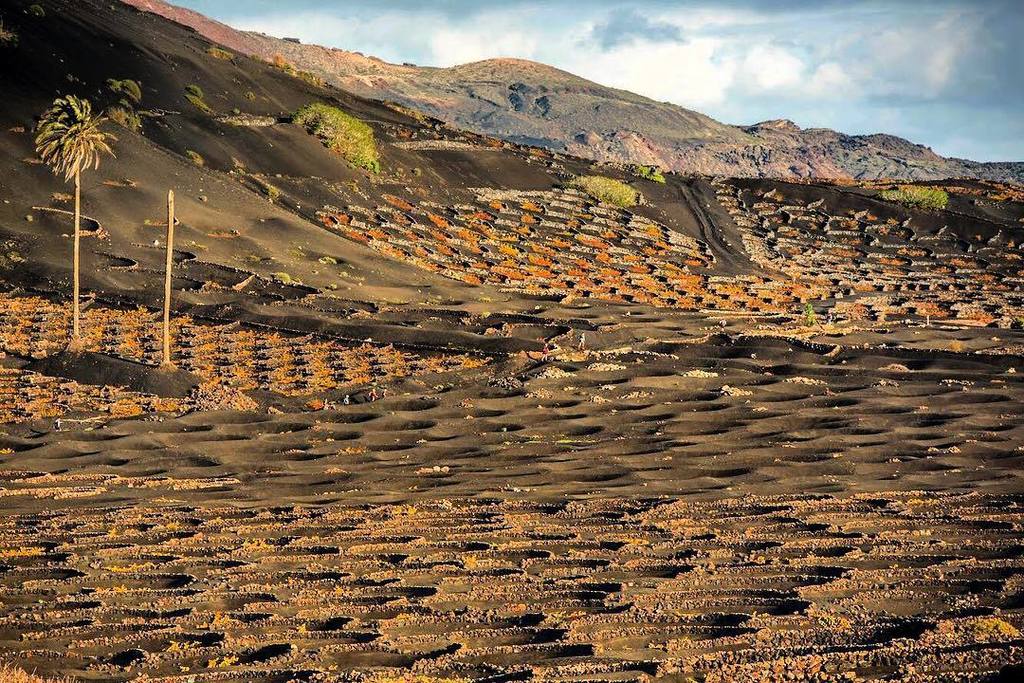 Aristaeventos's tweet photo. Perderse... Lanzarote ❤️ #paisaje #naturaleza #lageria #palmeras #volcano #fabscape #landscape #fotografia #rest #… https://t.co/cg6FCUXBWU https://t.co/yUphxR5wpT
