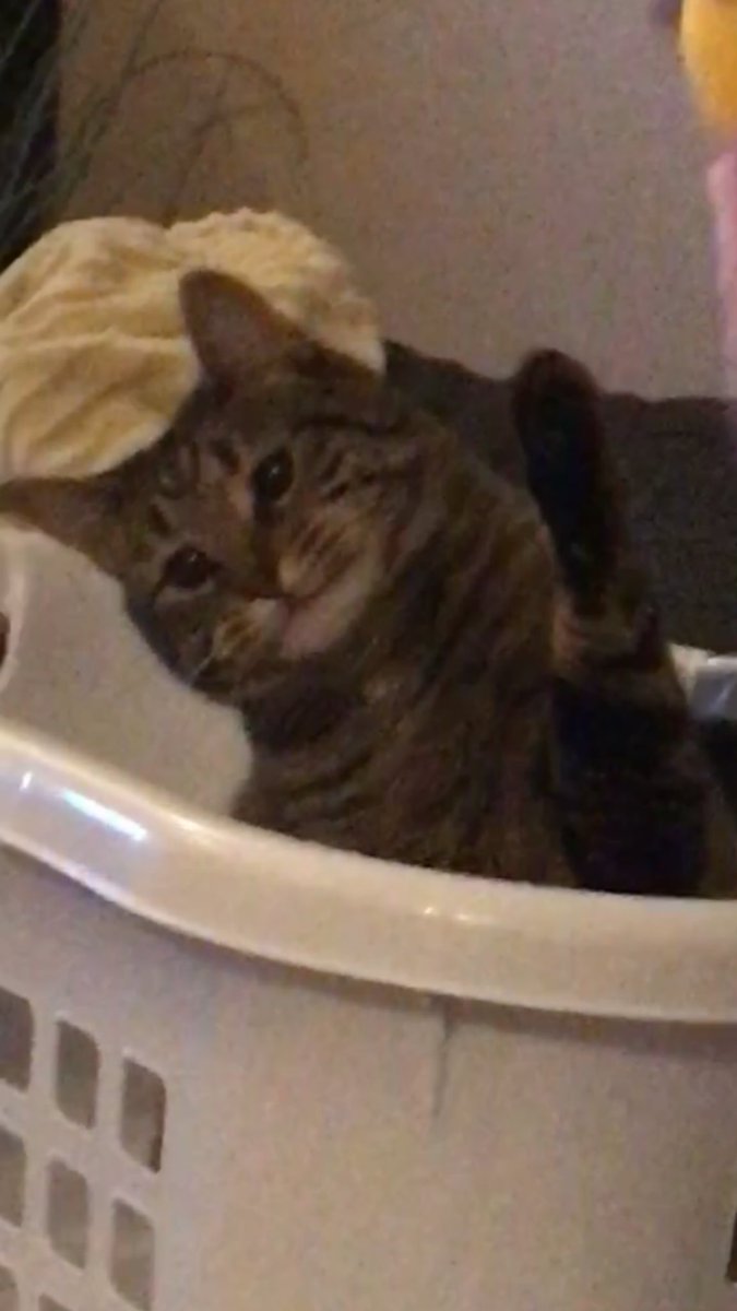 crendor on twitter when you re a cat in a laundry basket trying to