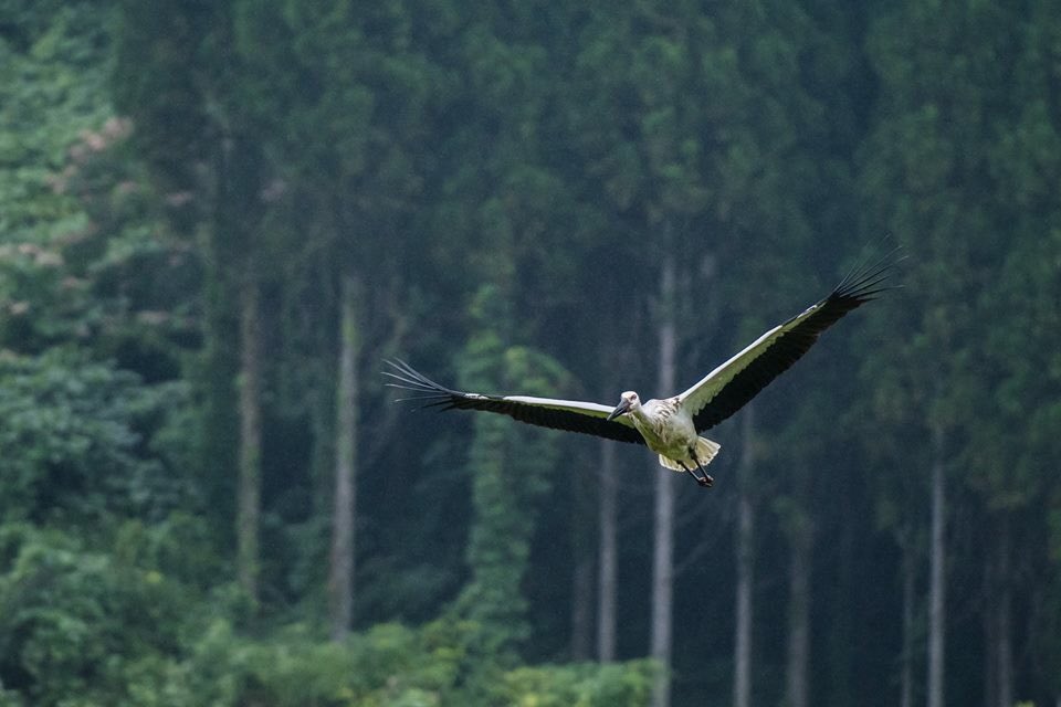 s7t73pf71's tweet photo. #コウノトリ #orientalwhitestork #stork #野鳥 #野鳥写真 #bird #うんなんフォト #うららくん #j0174 #d500 https://t.co/v37PP2t29t