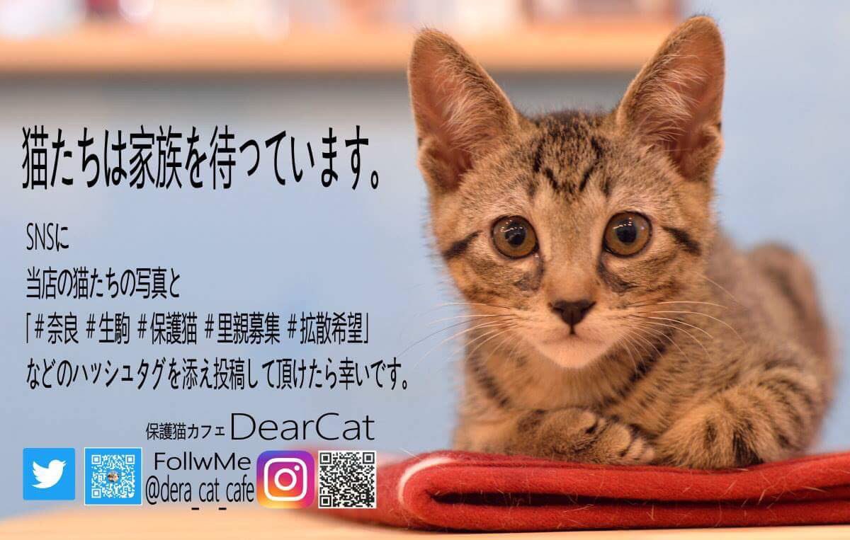 保護猫カフェdearcat 奈良 生駒 いつもお店の猫達の写真で チャリティポストカードを作って下さっているｋ様が こんなに可愛い画像と里親さん募集カードを作って下さいました いつも本当にありがとうございます 奈良 生駒 保護猫 里親募集