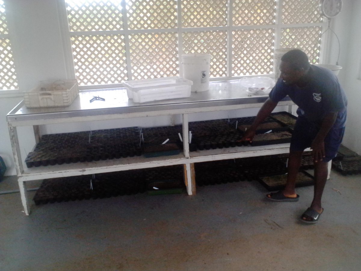 Newly germinating Caicos pine seeds laid in to packing house to protect as best we can. @KewUKOTs #kewtci