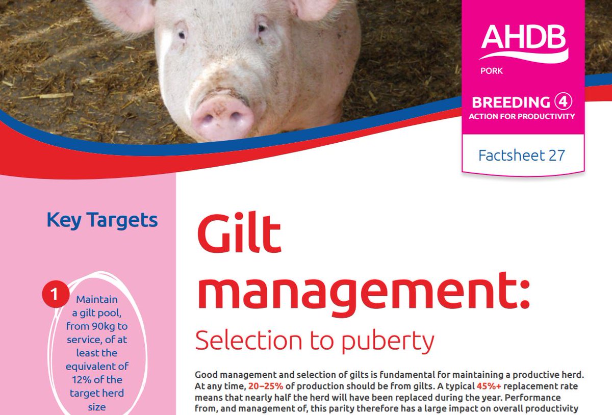 AHDB_Pork's tweet photo. Gilt management is basis for good long-term performance. Events are planned Oct/Nov & work begins on #FocusFarm soon https://t.co/jf8ENRSUcH https://t.co/wLYI5vFSwt