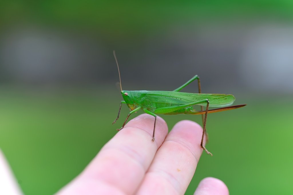 ট ইট র もも 今日の 手乗り昆虫 ニシキリギリス クビキリギス ショウリョウバッタ ツクツクボウシの抜け殻 キリギリスは見つけ難いとよく言われるが 指を差し出すと乗ってくることもある ただ乗るのはメスが多くオスはすぐ逃げる傾向にある ট ইট র もも 今日の 手乗り昆虫 ニシキリギリス クビキリギス ショウリョウバッタ ツクツクボウシの抜け殻 キリギリスは見つけ難いとよく言われるが 指を差し出すと乗ってくることもある ただ乗るのはメスが多くオスはすぐ逃げる傾向にある