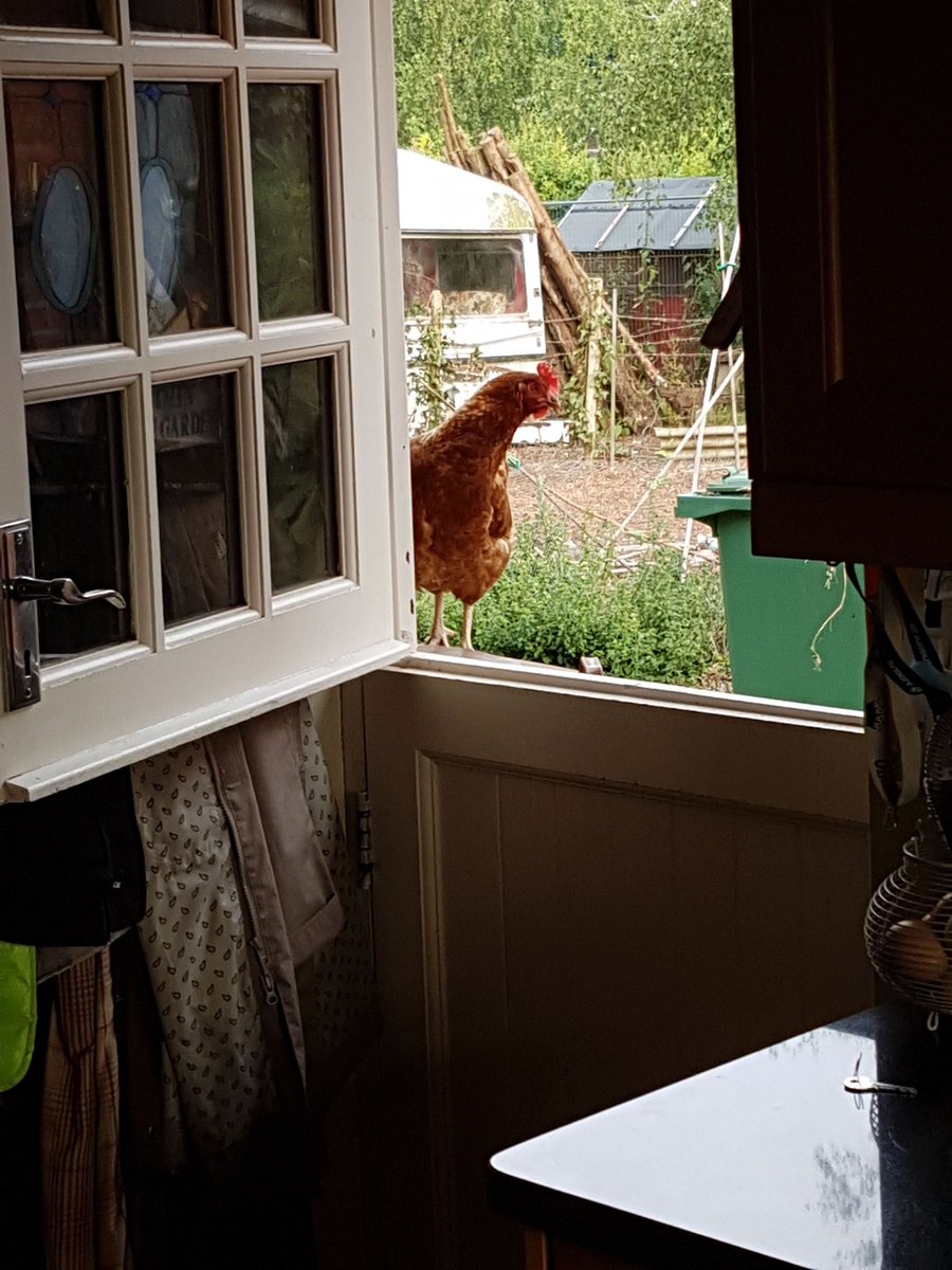 MichaelMcAllen_'s tweet photo. Da Fuq u want?! #AttackChicken #Chicken #Gardens #evil #followingme https://t.co/X16qJAu9mJ