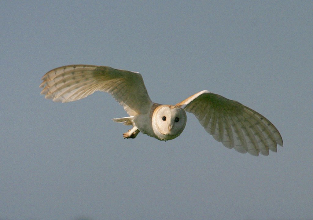 DevonWildlife's tweet photo. If you love wildlife ask your MP to ensure the Repeal Bill doesn’t weaken nature laws #writeforthewild https://t.co/EmwWoVxsNW https://t.co/3C4gYjXyiS