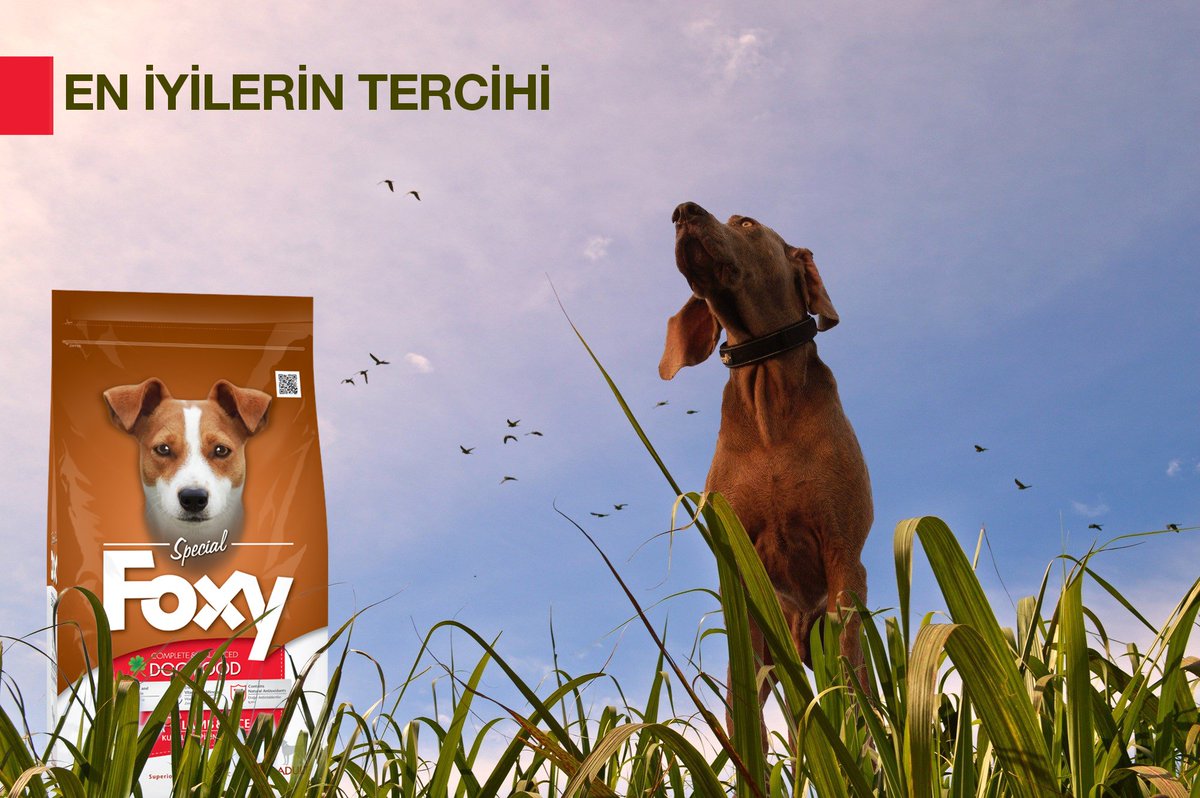 #foxymama en iyilerin tercihi <a href="/foxymamatr/">Foxy Mama</a>
