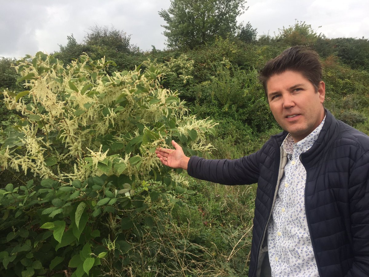 Tieschellekens's tweet image. Jan Putters @HavenRotterdam is missie begonnen tegen de #Duizendknoop, een bamboesoort dat 10cm per week groeit en bestratingen wegdrukt