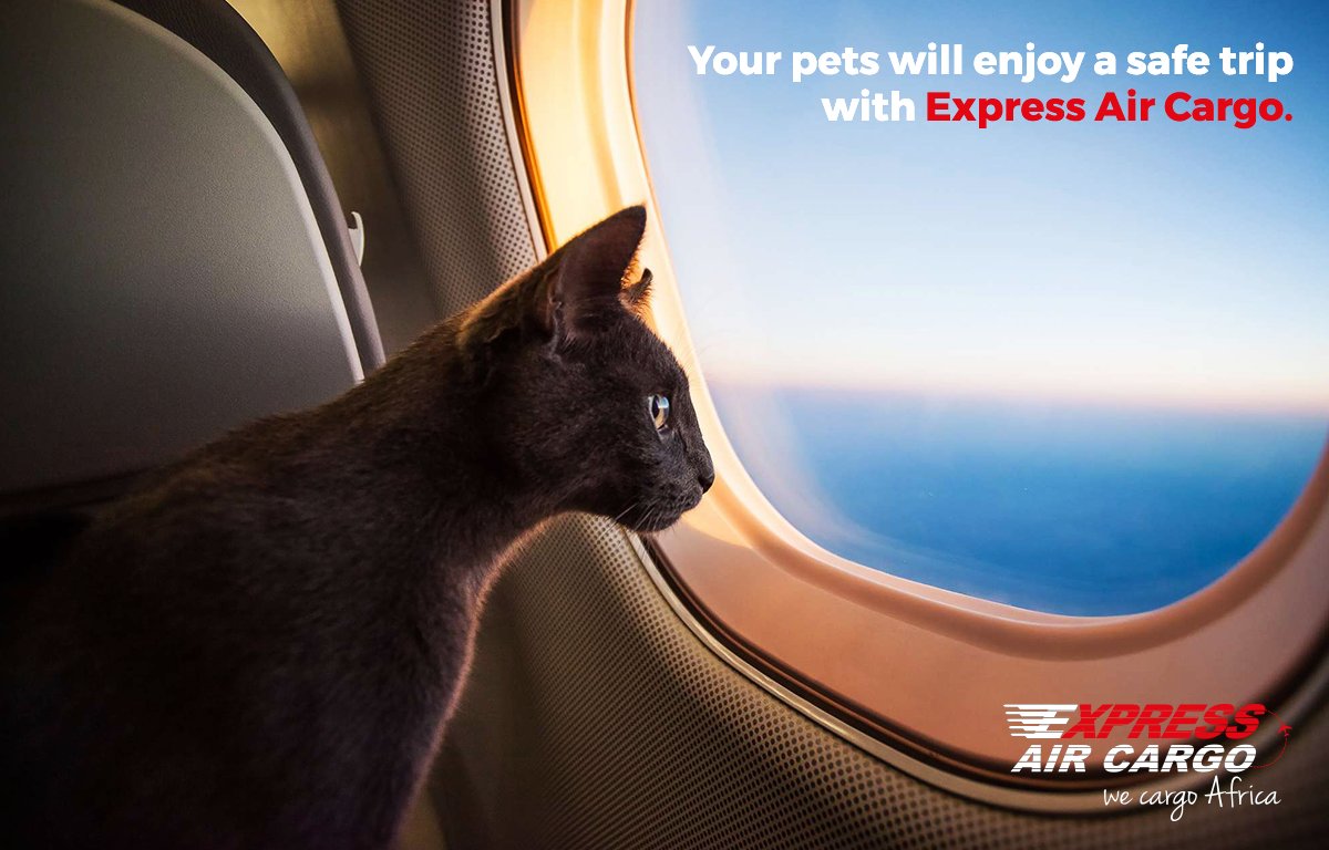 XpressAirCargo's tweet photo. #ExpressAirCargo a obtenu le #certificat pour le transport d'animaux vivants afin de vous procurer le meilleur service #Fret #Pets #Cargo https://t.co/zA31Tq8LzV