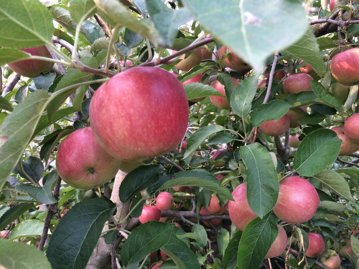 MidwestApple's tweet photo. Priscilla - Vf scab immune, good texture, hint of anise, no legs, disaster at rollout,scionwood mixup ~1966 #varietychallenge @MAIA https://t.co/GsgwXnYXxi