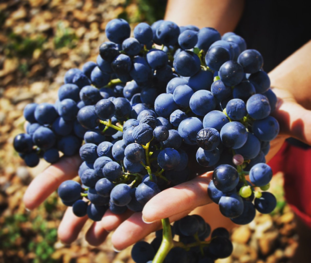 Jesus Pilar Sobejano tweet media