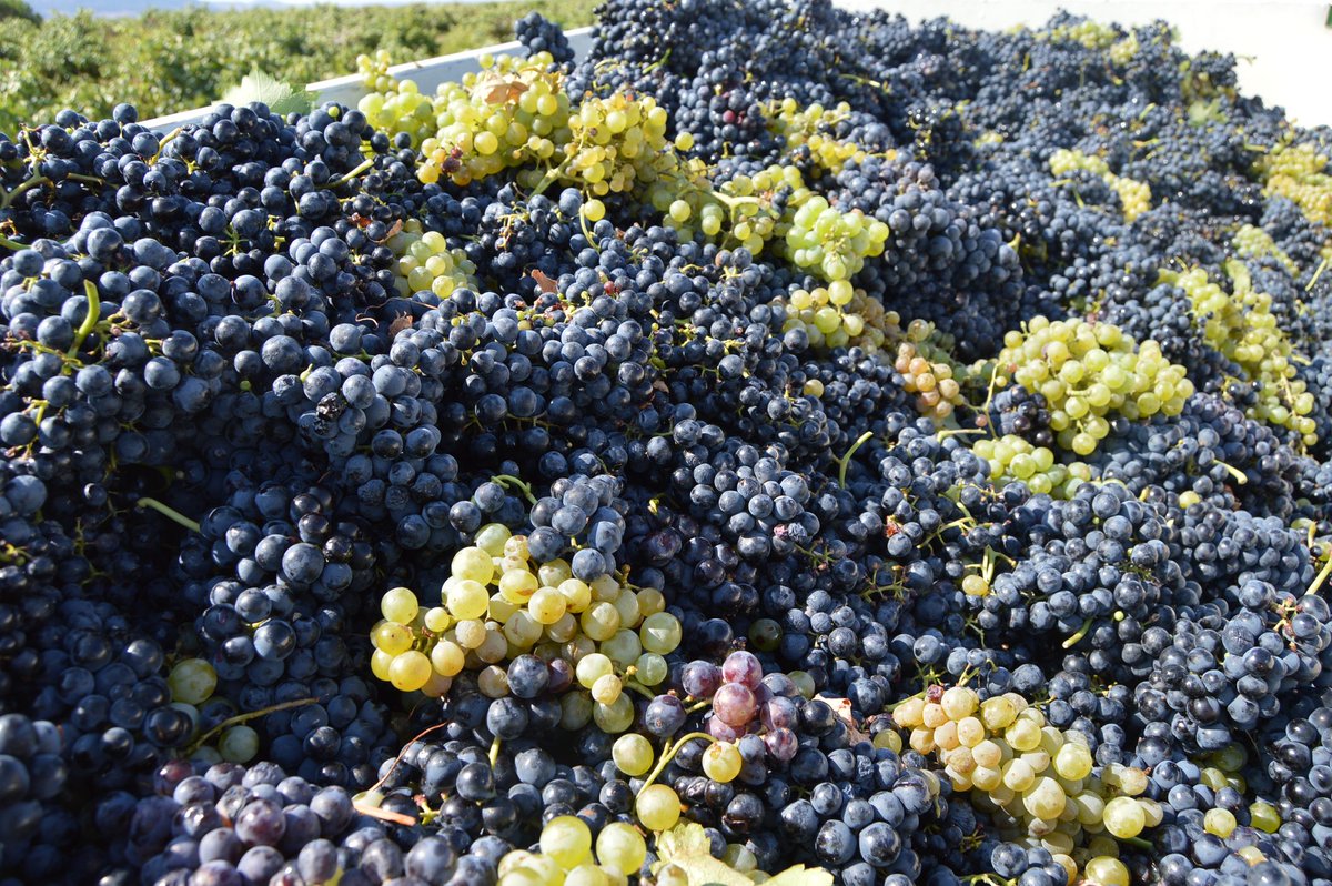 Jesus Pilar Sobejano tweet media