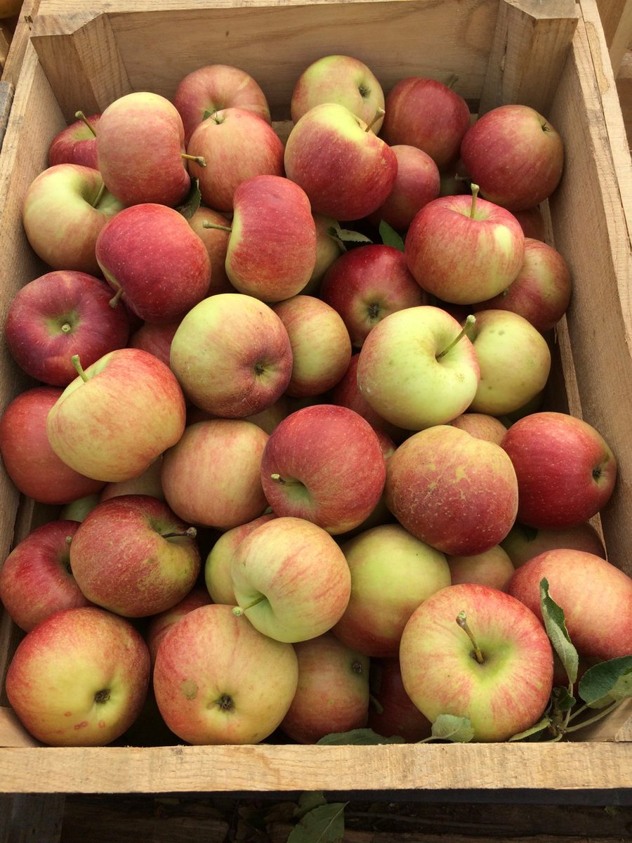 MidwestApple's tweet photo. Priscilla - Vf scab immune, good texture, hint of anise, no legs, disaster at rollout,scionwood mixup ~1966 #varietychallenge @MAIA https://t.co/GsgwXnYXxi