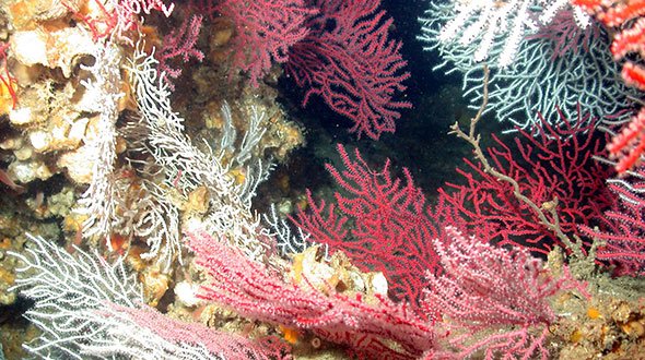 deep_ocean_inc's tweet photo. Exploring Deep-Sea Coral Ecosystems off the Southeast U.S. using Deep Ocean's #PhantomS2 #ROV.
#DeepOceanEngineering #DeepSea #Ecosystem https://t.co/nJo7bWx9mZ