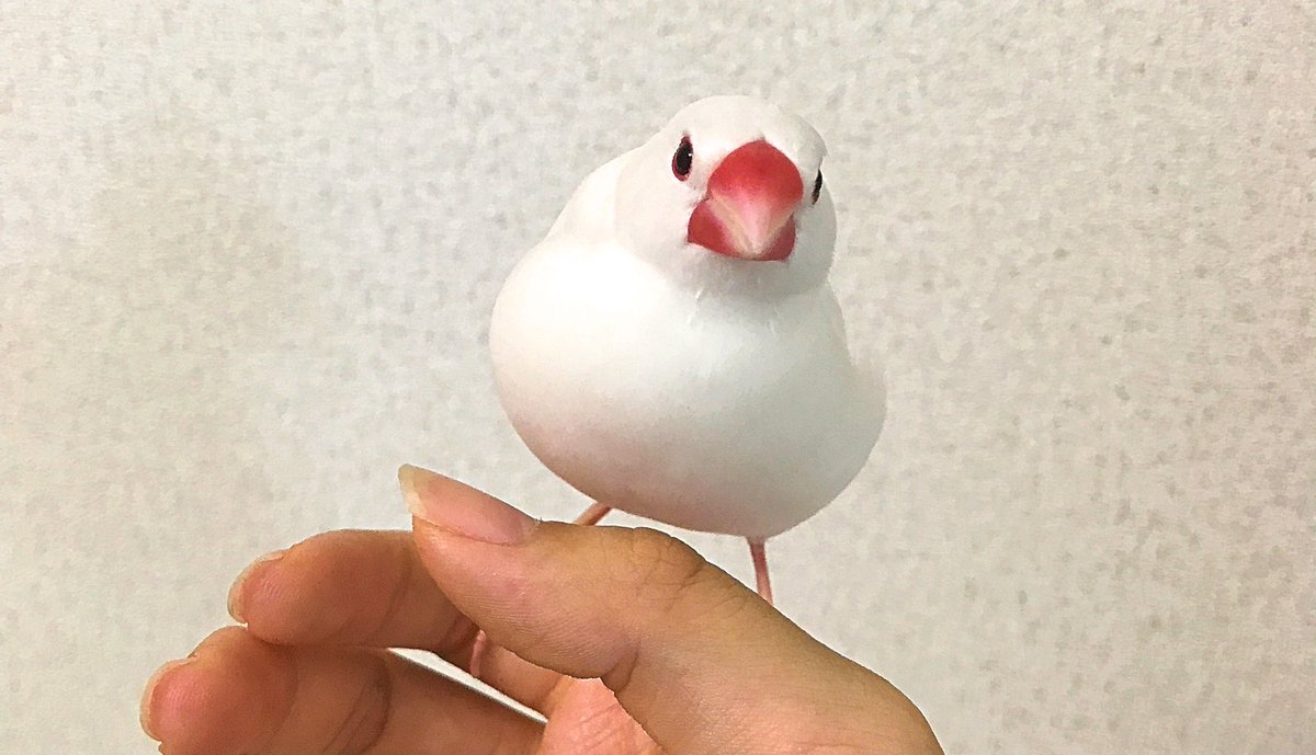 うちの文鳥(大福)が今月で1歳になるので記念として描きました
どっかのゴルゴ並に簡単に背後を取らせない可愛いあんちくしょうです。これからも元気に過ごしてね😌
 #文鳥 