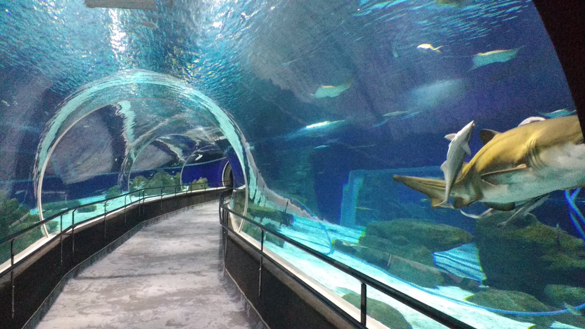 DaGalloStudio's tweet photo. #AquaRio é sucesso no horário nobre da #globo então nossa #cenografia também #gallostudio #rochaartificial #rockwork https://t.co/7CciWD9JoK https://t.co/CMB5LZa9OF