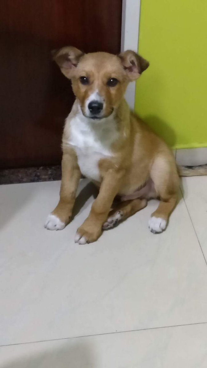 bichofeliz_arg's tweet photo. #YoDifundo peque de 5 meses encontrado en # Mataderos Tenia un collar negro.  agustina 11-5136-8148 https://t.co/CguTJlTBmf