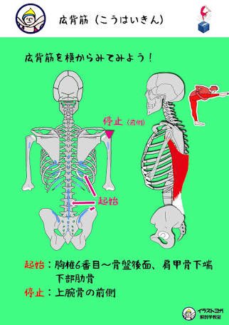 とら בטוויטר 広背筋の起始停止を見てると 思ってる以上に内側というか体の前面に近い方に停止部がある