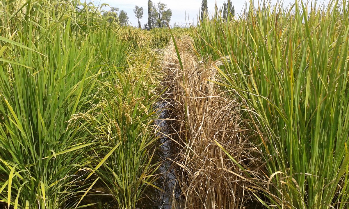 elsa_ballini's tweet photo. Rice blast in Camargue! https://t.co/VbhEzLrP5o