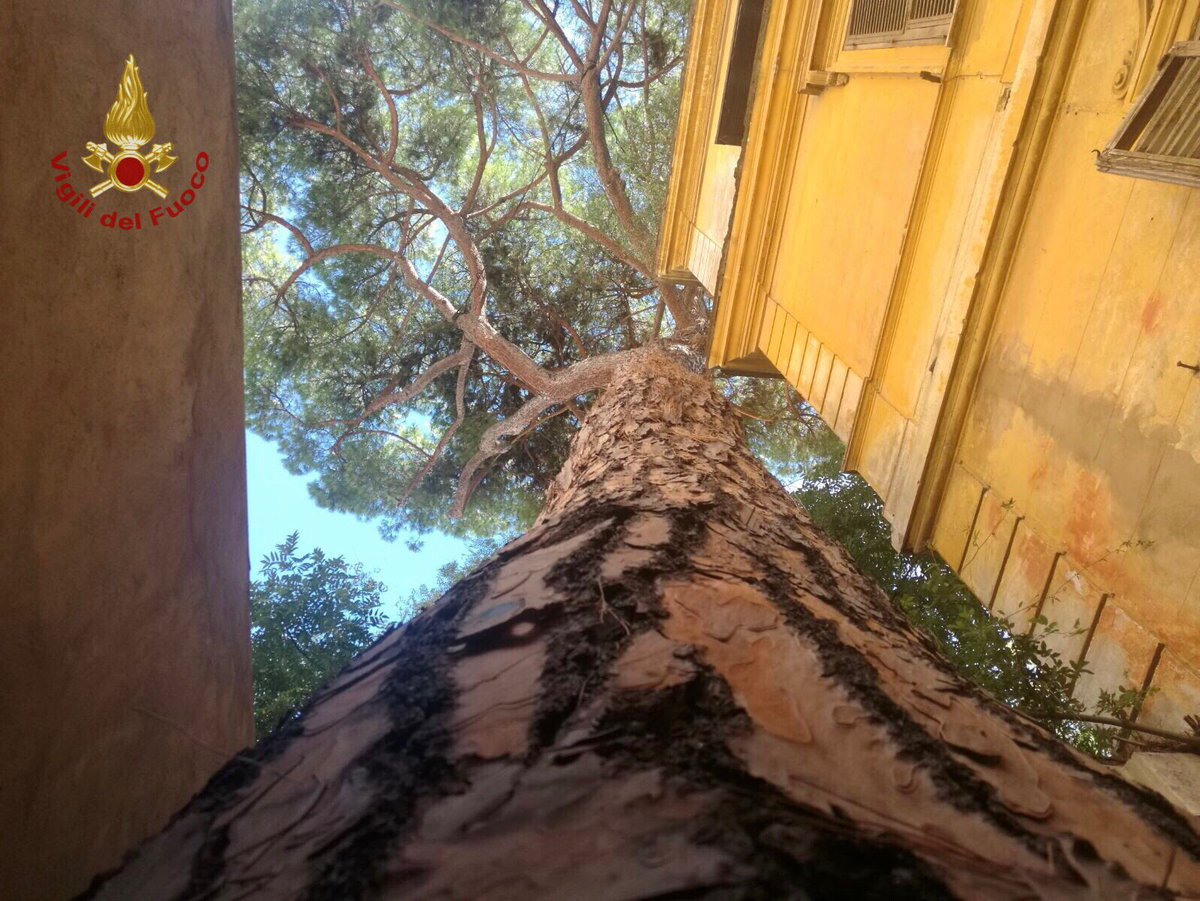 vigilidelfuoco's tweet image. #6set #Roma, #vigilidelfuoco chiamati in zona Prati per verificare la stabilità di un gigantesco pino #soccorsiquotidiani