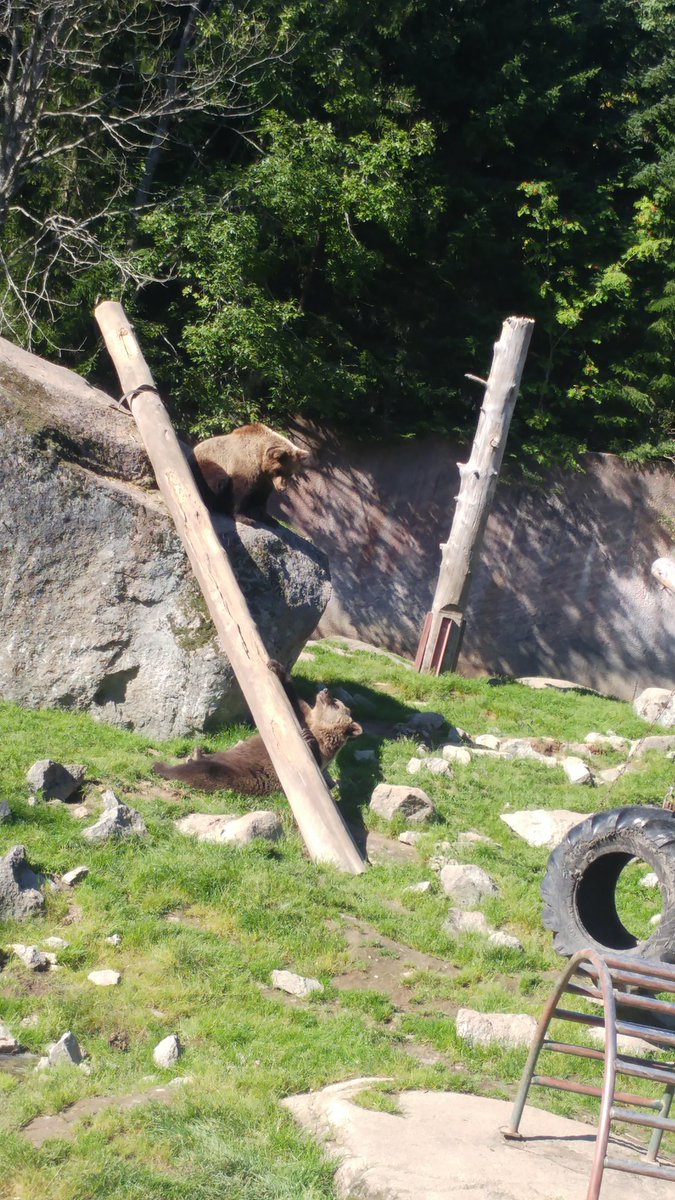 MiaRusi's tweet photo. On tää opiskelu kyllä niin rankkaa... 😻 #eläimet #koulu #livia https://t.co/LF17HhdlXR