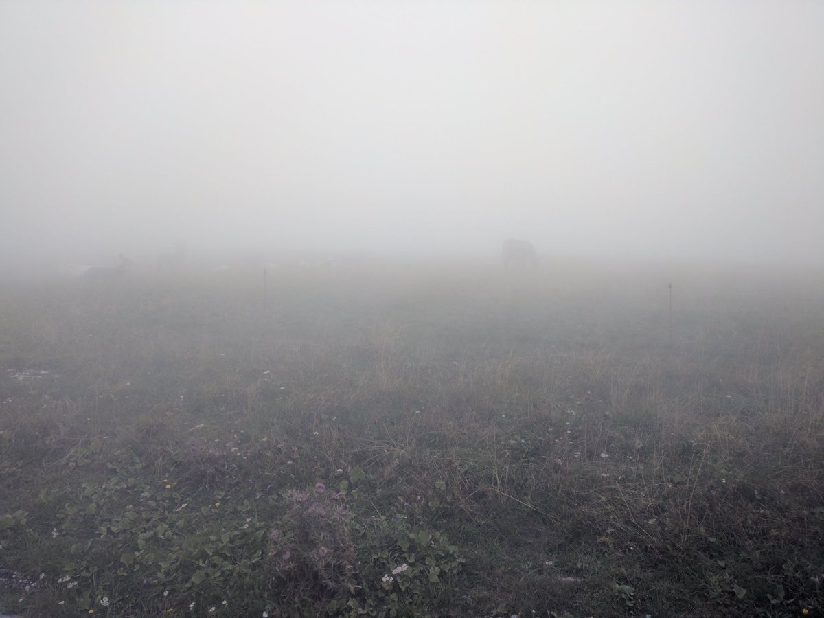 Noninfluente's tweet photo. Asinelli invisibili. #Pizzoc #Pordenone #Veneto #bdc #nebbia #freddissimo #Bianchi #Impulso https://t.co/uYi7e25fmo