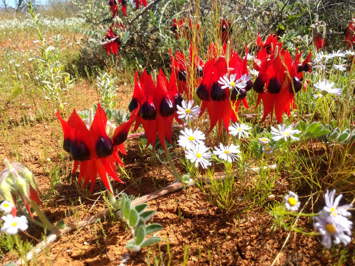 Sturt desert pea time again, always stunning to see #wildoz #desert