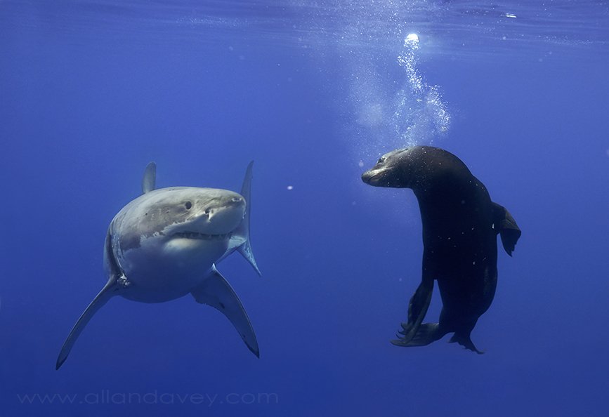 SharkMontauk tweet picture