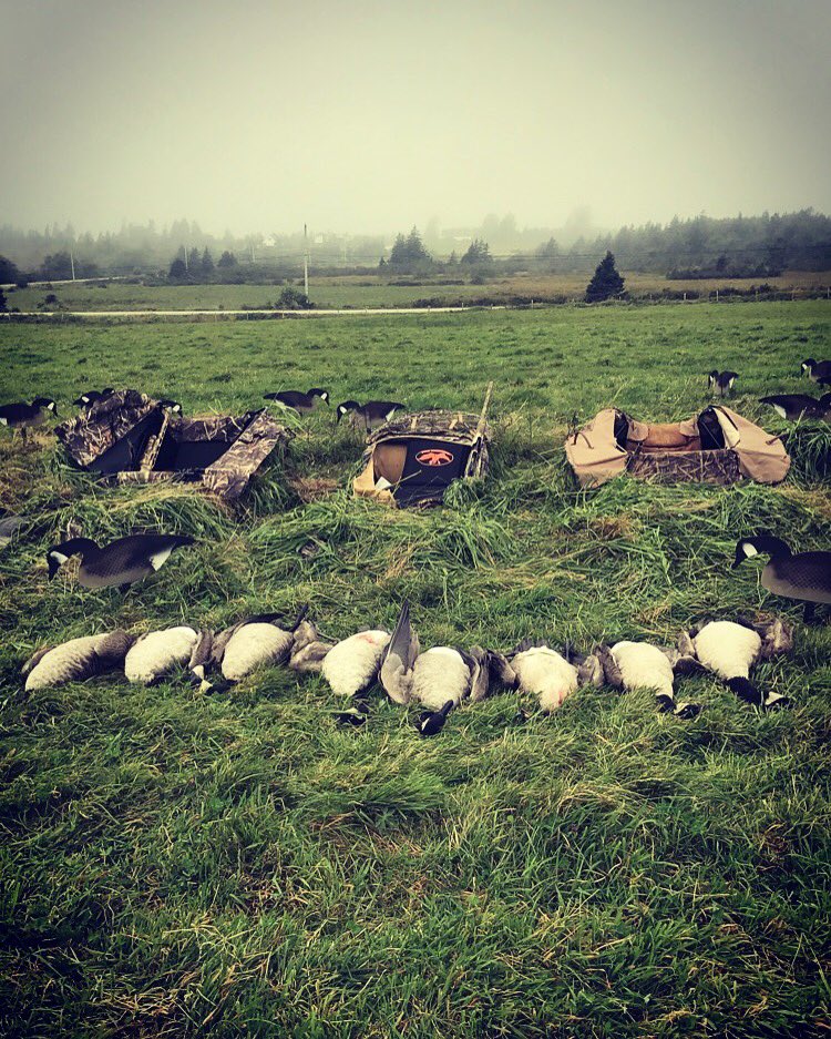 ruggedandreel's tweet photo. We got into a few honkers opening morning #earlygooseseason https://t.co/AneNgFlbuF