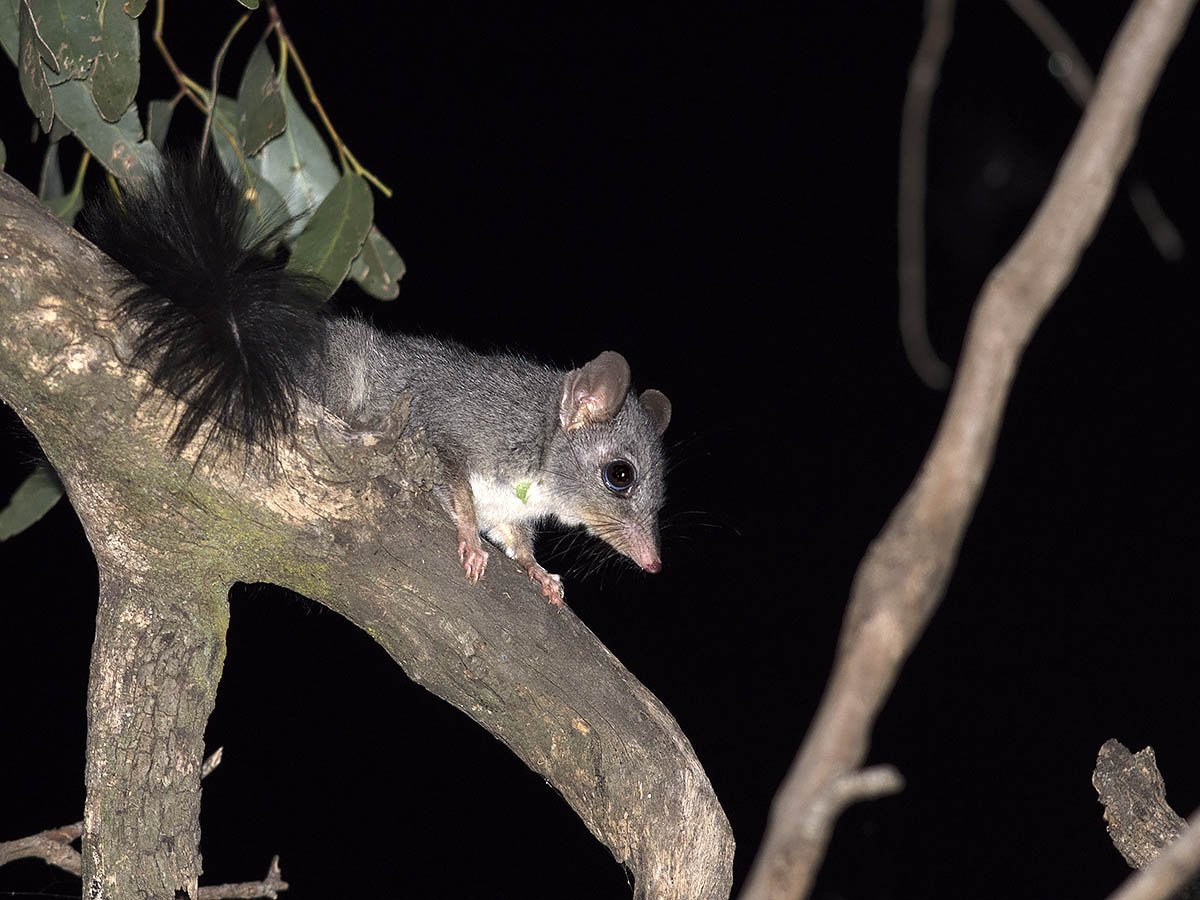 A few members of the Victorian pantheon of Endangered Species #ThreatenedSpeciesDay #WildOz