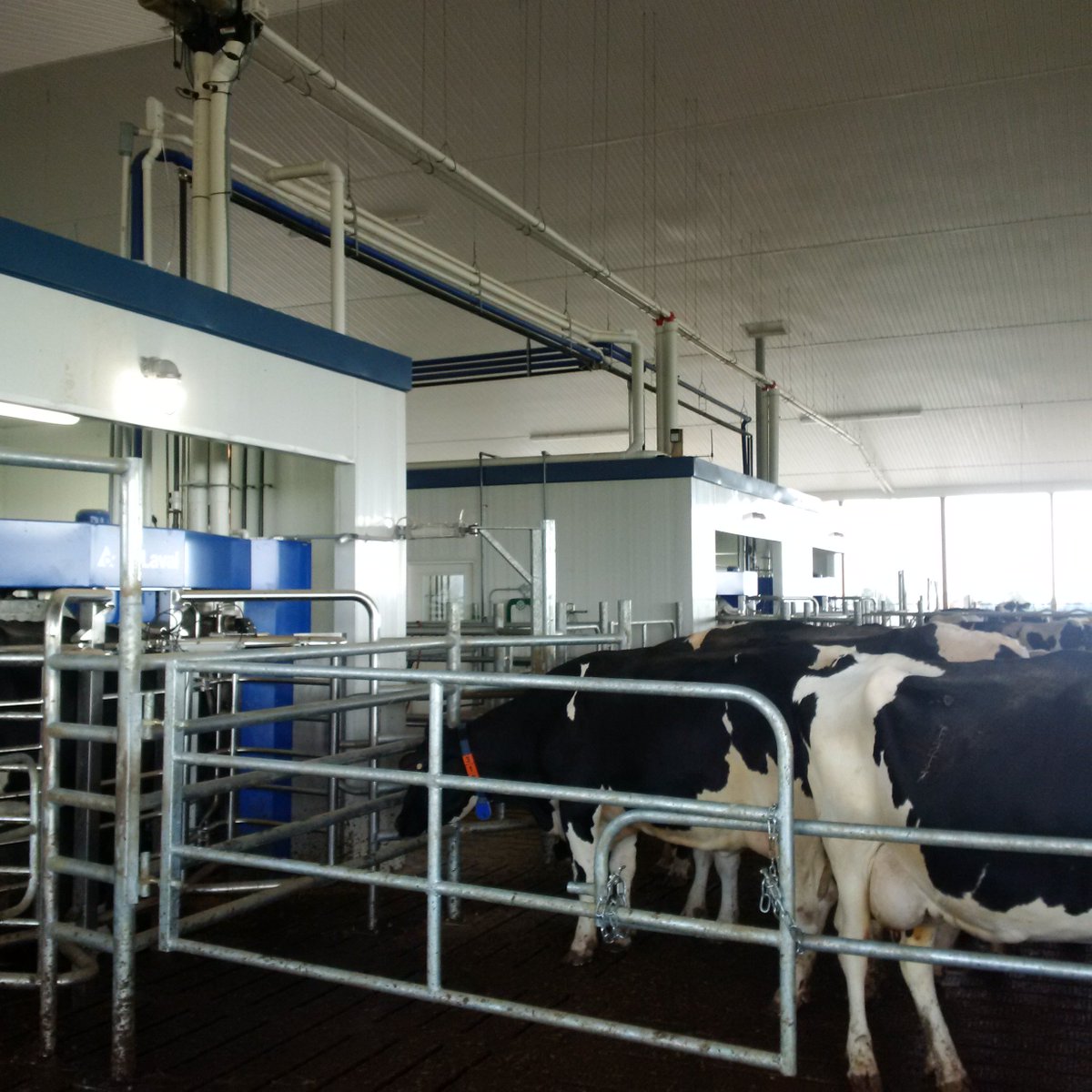 dmolenaar_dirk's tweet photo. 3 VMS barn up and running. Thanks too the team @NorwellDairy and those who helped. #dairydonewell @DeLavalCanada 👏 https://t.co/IHqyhw9kQZ
