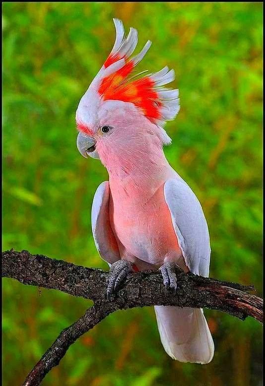 LaurenVictorita's tweet photo. @PiticNiki @Chandra1Vinod @malemalefica @Ps8SQOoFRmxcOoZ @pouramour0 @Loveenjoy0 @GpPasquet @InnPeggy @Salam81485347 @pantone213u @SimplesmenteSyl @LenaDalli @divinayrosa @CristinPereyra @Silviadomi22G @rosina_strebig @malbapalo @cc_chicco @IsabelPerez1232 @WalterHomeroPe4 @omniajen @RosaTrunk @Jilliemary @StephanieH9229 @pakhijanifar @kazurin4428 @Pavelulybkin @isamuuran1316 @OKowalcuk @Isobg69 @mijeane4 @Dew21Lana @9ua1kXgxzL6NR5W @nathbourhis @KaterinaGreece2 @peac4love @elen837 @valeri_torr @m77481070 @naresh_zaveri @virlivia21 @piotr408 @RobVan_Doesburg @pabupabupbgv1 @jewelsking_king @TN19905 @BrettCateley @poupouch48  https://t.co/iVnqiyRt0a
