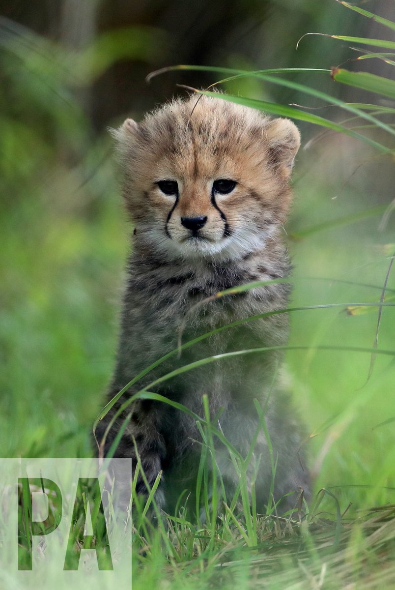 Two as yet unnamed cheetah cubs make their debut <a href="/portlympnepark/">Port Lympne Hotel & Reserve</a> in Kent. Pics by <a href="/GarethJFuller/">Gareth Fuller</a> <a href="/PA/">PA Media</a> <a href="/PAImages/">PA Images</a>