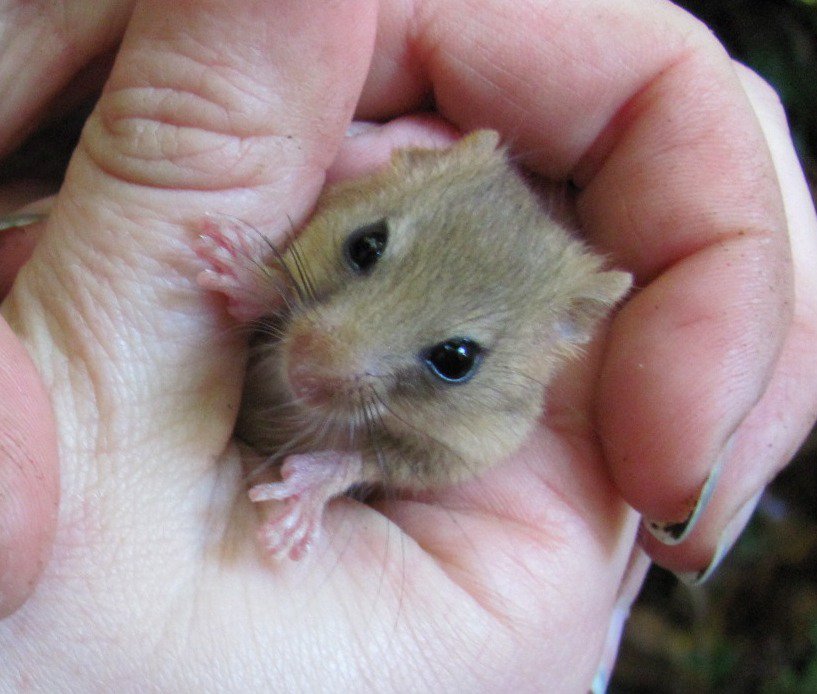 WTSWWBrecknock's tweet photo. #WriteForTheWild their life in your hands. https://t.co/qqR8L7SkVG
