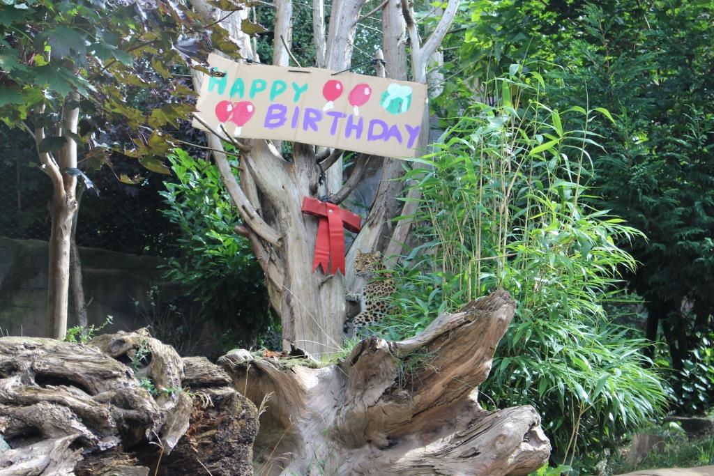 ColchesterZoo's tweet image. Happy Birthday to female Amur leopard Milena who turns 12 years old today!