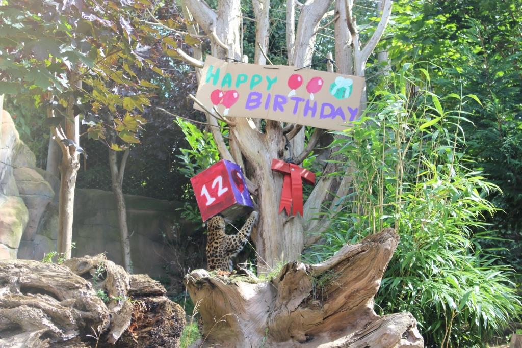 ColchesterZoo's tweet image. Happy Birthday to female Amur leopard Milena who turns 12 years old today!