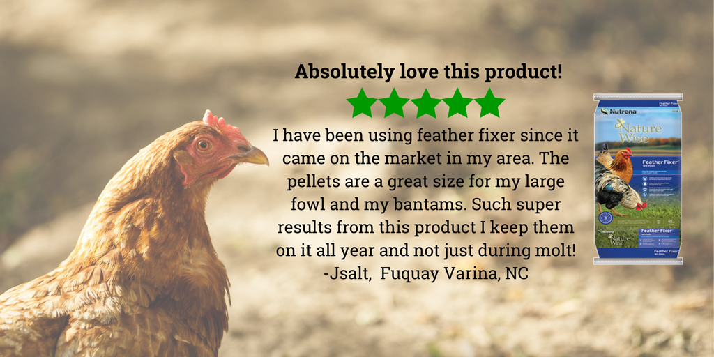 Nutrena NatureWise Feather Fixer Poultry Feed is ideal to help your flock get through molt quicker! #nutrena #acton pbxx.it/xm4CM0