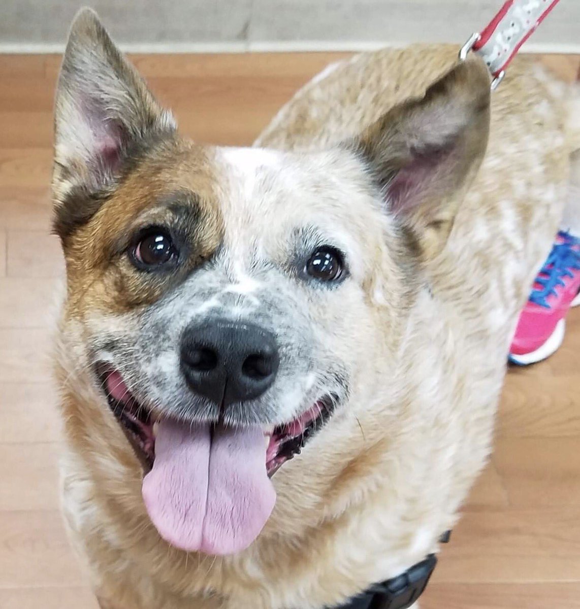 What you need to know about the phrase "Single pet household" (Also meet Rubeus &amp; Helga!) @DuPageCACC  #DuPage #dogs dupageanimalfriends.org/blog/what-you-…